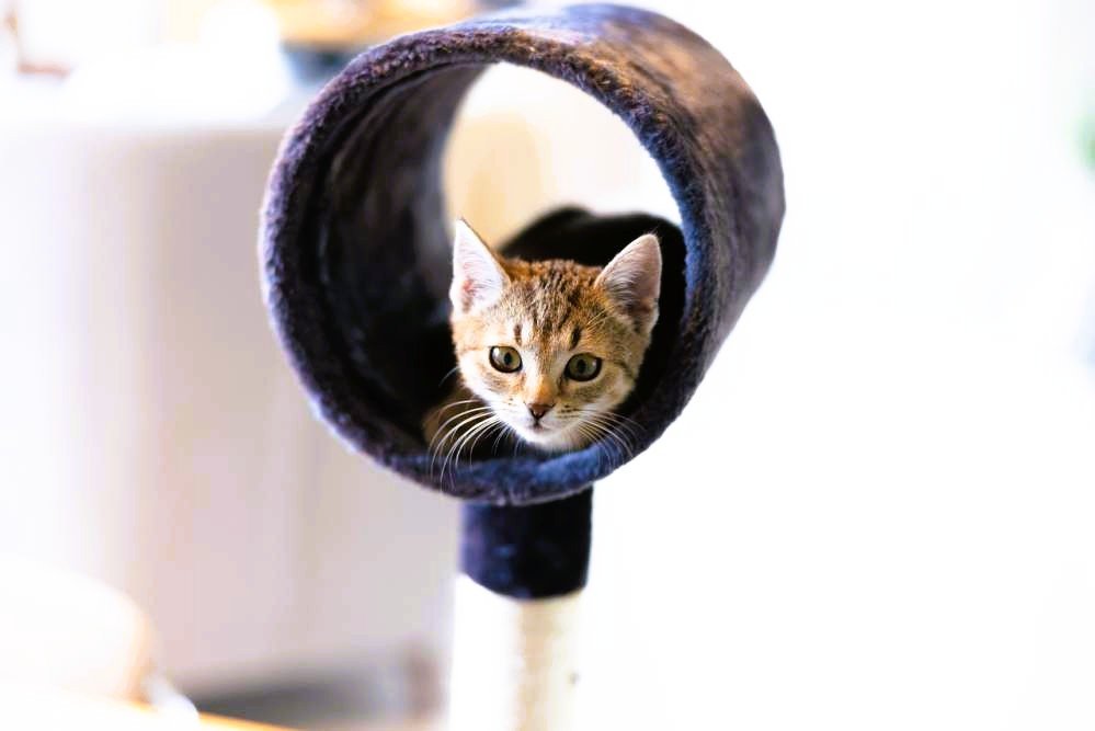 Best Cat Toys of 2025
