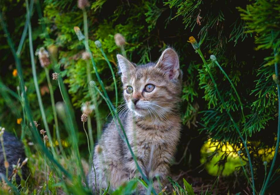 Best Cat Toys of 2025
