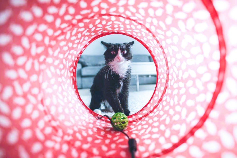 Best Cat Toys of 2025 3 petvibeszone.com
