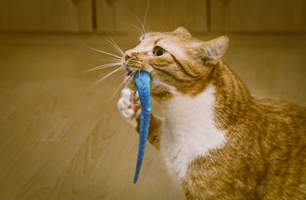 Best Cat Toys of 2025 4 petvibeszone.com