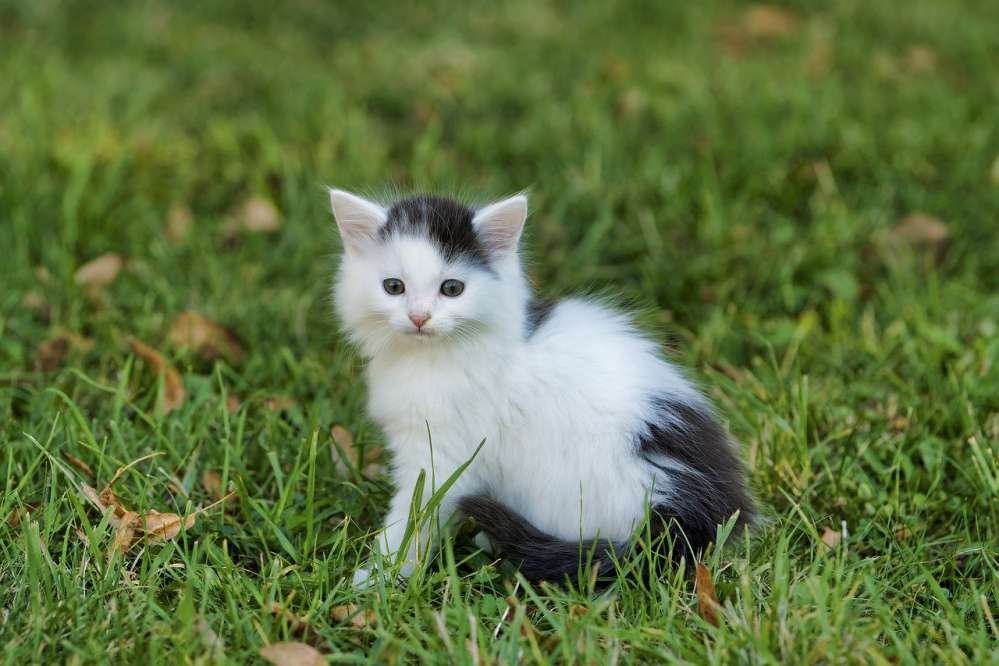 Homemade Pet Food Recipes for Cats