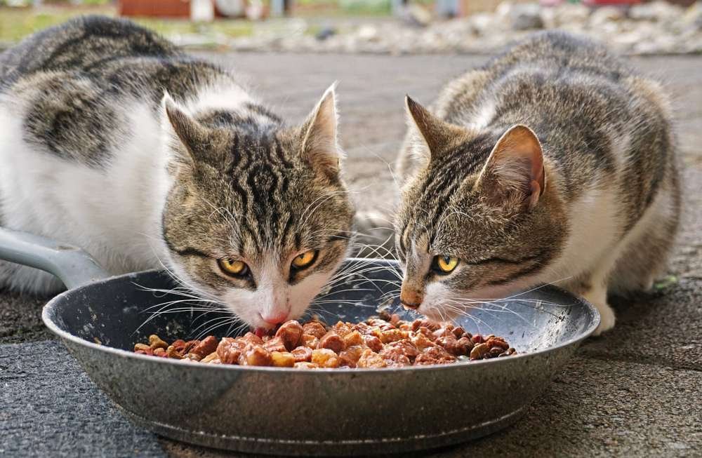 Homemade Pet Food Recipes for Cats