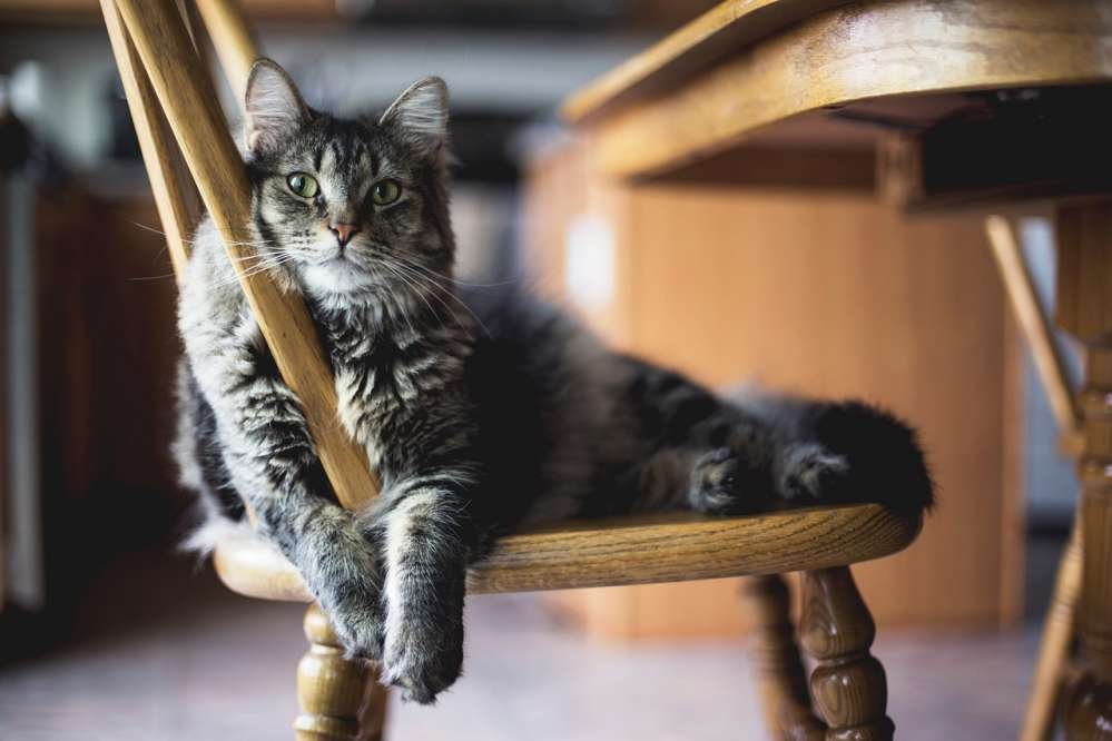 Homemade Pet Food Recipes for Cats 4 petvibeszone.com