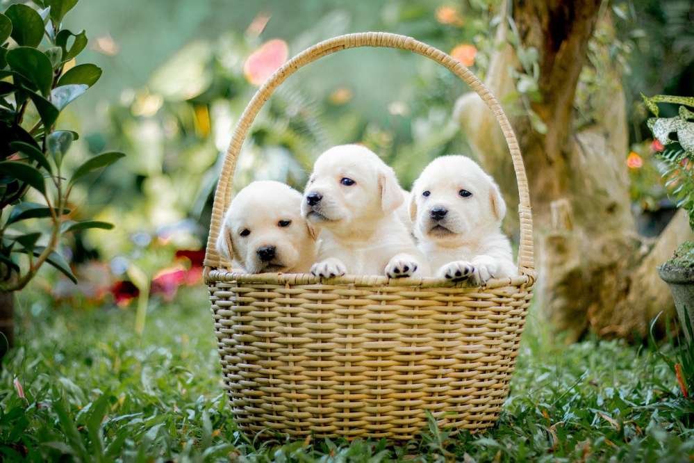 How to Take Care of a Pet Dog and Puppy