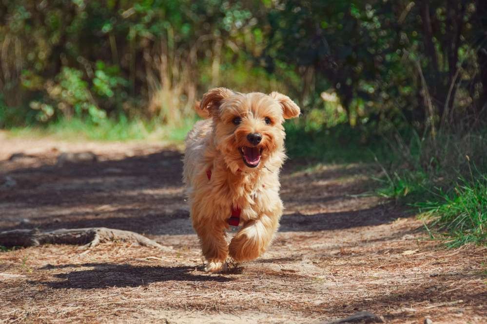 How to Take Care of a Pet Dog and Puppy
